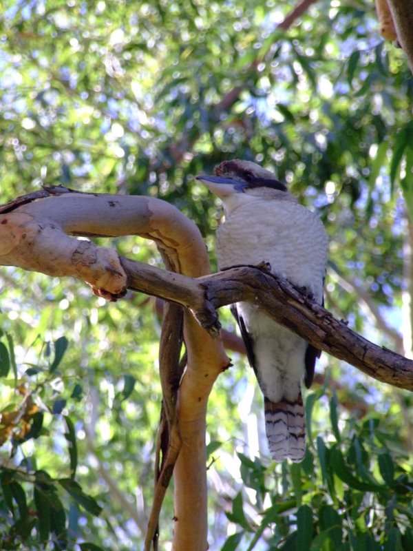 Travel - Australia - Dery Pictures Bush Party - The Lake near Forster